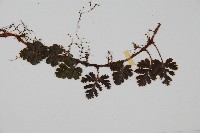 鱗葉陰石蕨藏品圖，第5張