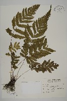 薄葉擬肋毛蕨藏品圖，第1張