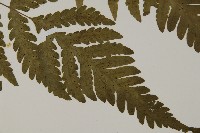 薄葉擬肋毛蕨藏品圖，第3張