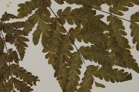 薄葉擬肋毛蕨藏品圖，第4張