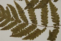 薄葉擬肋毛蕨藏品圖，第5張