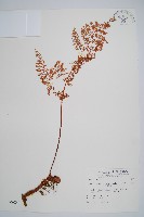 台灣小膜蓋蕨藏品圖，第1張