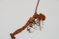 台灣小膜蓋蕨藏品圖，第3張