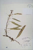 骨牌蕨藏品圖，第1張