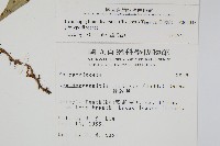 骨牌蕨藏品圖，第2張