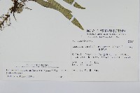 骨牌蕨藏品圖，第2張