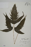 三叉蕨藏品圖，第1張