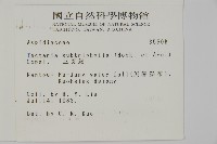 三叉蕨藏品圖，第2張