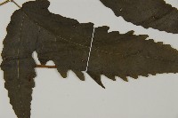 三叉蕨藏品圖，第3張