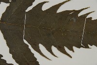 三叉蕨藏品圖，第4張