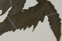 三叉蕨藏品圖，第5張