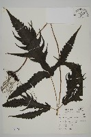 三叉蕨藏品圖，第1張