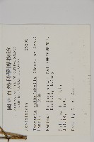 三叉蕨藏品圖，第2張