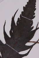 三叉蕨藏品圖，第4張