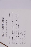 三叉蕨藏品圖，第2張