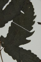 三叉蕨藏品圖，第3張