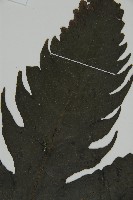 三叉蕨藏品圖，第4張