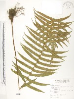 台灣毛蕨、台灣圓腺蕨藏品圖，第1張