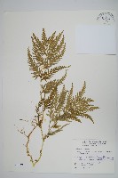 全緣卷柏藏品圖，第1張