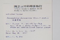 全緣卷柏藏品圖，第2張