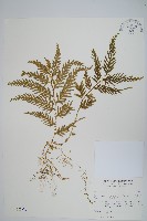 全緣卷柏藏品圖，第1張