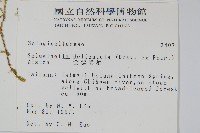 全緣卷柏藏品圖，第2張