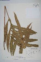 海岸擬茀蕨、海岸星蕨藏品圖，第1張