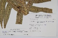 海岸擬茀蕨、海岸星蕨藏品圖，第2張