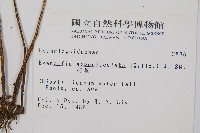 刺蕨藏品圖，第2張