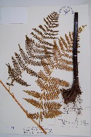 細葉姬蕨藏品圖，第1張