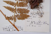 細葉姬蕨藏品圖，第2張