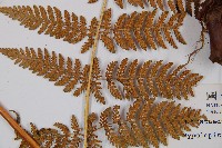 細葉姬蕨藏品圖，第3張