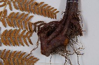 細葉姬蕨藏品圖，第4張