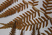 細葉姬蕨藏品圖，第5張