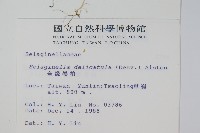 全緣卷柏藏品圖，第2張