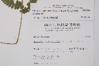 毛軸假蹄蓋蕨藏品圖，第2張