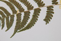 毛軸假蹄蓋蕨藏品圖，第3張
