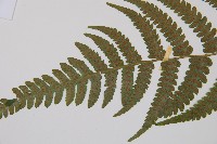 毛軸假蹄蓋蕨藏品圖，第4張