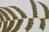 毛軸假蹄蓋蕨藏品圖，第5張