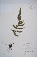 毛軸假蹄蓋蕨藏品圖，第1張