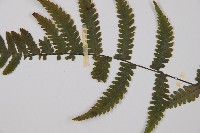 毛軸假蹄蓋蕨藏品圖，第3張