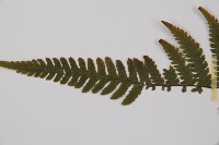 毛軸假蹄蓋蕨藏品圖，第4張