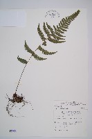 毛軸假蹄蓋蕨藏品圖，第1張