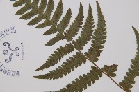 毛軸假蹄蓋蕨藏品圖，第3張