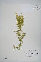 全緣卷柏藏品圖，第1張