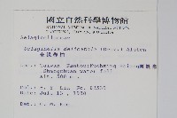 全緣卷柏藏品圖，第2張