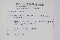 全緣卷柏藏品圖，第2張