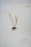 擬芨瓦葦藏品圖，第1張