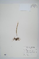 擬烏蘇里瓦葦藏品圖，第1張