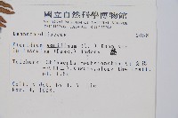 蕨藏品圖，第2張